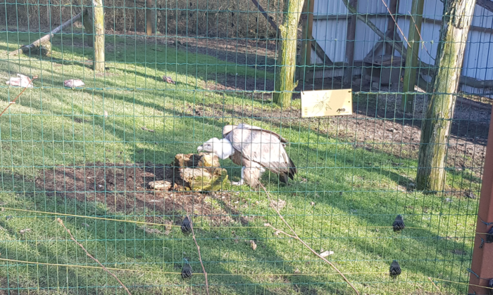 Hinter den Gitterstäben seines Geheges sitzt ein Gänsegeier auf dem Gras und reibt seinen Schnabel an einem kleinen Baumstumpf.