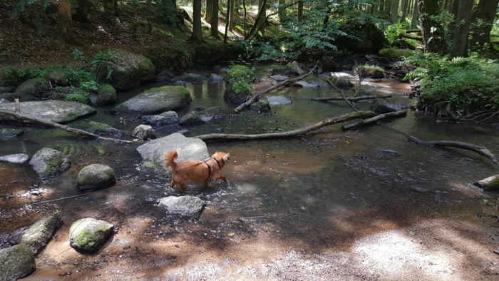 Unser Hund läuft durch das Wasser des Ottersbachs, einem idyllischen Flüsschen in einem Wald. Die SOnne scheint durch die Bäume.