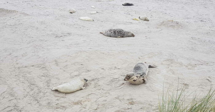 Ein Kegelrobbenwelpe und seine Mutter liegen am Strand und gucken sich an. Dahinter liegen am Strand verstreut vier weitere Alt- und fünf Jungtiere.