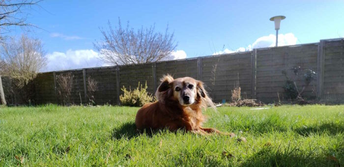 Unser Hund Lexi liegt bei sonnigem Wetter im Gras und guckt links an der Kamera vorbei. Sie hat braunes Fell, fusselige Ohren und altersbedingt eine graue Schnauze.