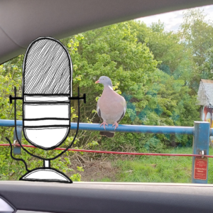 Durch das Beifahrerfenster fotografiert: Eine Taube sitzt auf dem Geländer eines Waggons des Autozugs nach Sylt. Ihr Kopf ist vom Betrachenden gesehen nach links gedreht. Dort habe ich mein Podcastlogo eingefügt, so dass es so aussieht, als sähe die Taue das Podcastlogo an.
