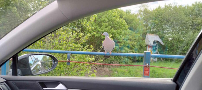 Eine Taube sitzt auf dem Geländer des Autozuges nach Sylt. Durch das geschlossene Beifahrerfenster fotografiert.
