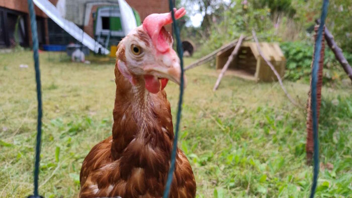 Das Huhn Hennifer steht hinter dem Weidezaun und guckt in die Kamera.