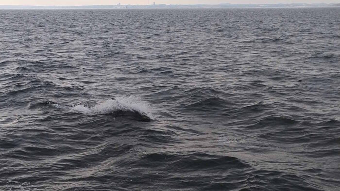 Die Ostsee füllt fast das ganze Bild aus. Links unterhalb der Bildmitte durchbricht etwas die Wasseroberfläche. Wenn man sehr genau hin sieht, erkennt man die Rückenflosse eines Delfins.