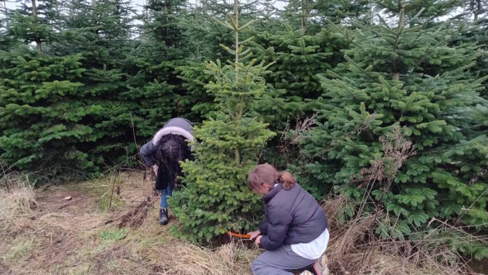 Zwei Teenager sägen an einem Weihnachtsbaum herum. Ihre Gesichter sind verdeckt, im Hintergrund stehen noch mehr Bäume.