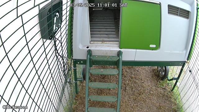 Aufnahme einer Überwachungskamera. Sie zeigt den Eingang des Hühnerstalls in unserem Garten. Der Stall ist grau und hat eine grüne Tür. Der Eingang ist etwa in 50 cm Höhe, davor ist eine dunkelgrüne Leiter. 