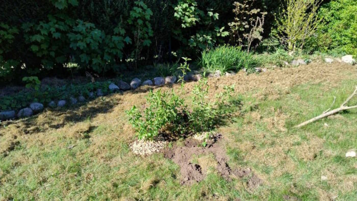 Drei etwa oberschenkelhohe Kornelkirschen stehen in der Mitte des Hühnergeheges. Die Wurzeln sind mit weißen Kieseln geschützt.