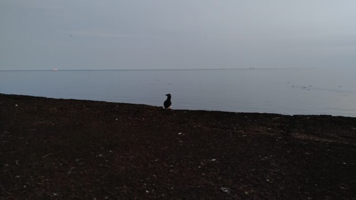 Eine kleine Trottellumme sitzt an der Kante einer Helgoländer Küstenschutzanlage. Hinter ihr das Meer in der Abenddämmerung, der Horizont ist als dunkelgrauer Streifen zu erkennen. Farblich gibt es zwischen Meer und Himmel keinen Unterschied.