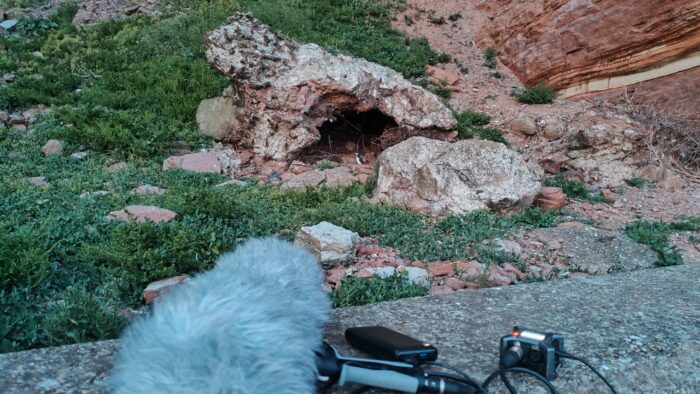 Aufnahme-Equipment, mit dem ich die Rufe einer kleinen Trottellumme aufnehme. Das Tier selbst sitzt ungefähr in der Bildmitte in einer kleinen Höhle, drumherum wachsen verschiedene Pflanzen. Die Lumme sieht fast wie ein kleiner Pinguin aus mit weißem Bauch und schwarzen Stummelflügeln.