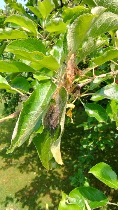 mehrere Raupen der Apfel-Gespinstmotte sind dabei sich zwischen zwei Blättern unseres Apfelbaums einzuspinnen.