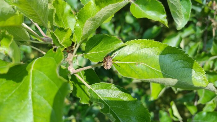 Ein brauner Käfer sitzt auf dem Blatt unseres Apfelbaums
