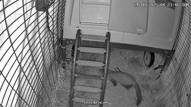 Nachtaufnahme unseres Hühnerstalls. Zentral im Bild ist die Leiter und der Eingang, der etwa 50 cm über dem Boden ist. Darunter ist deutlich ein Marder zu erkennen, der das Gehege erkundet.