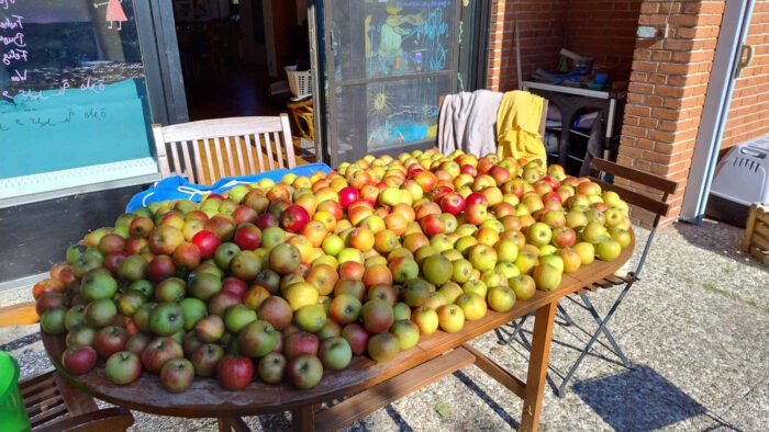 Ein Holztisch, der normalerweise Platz für bis zu sechs Personen bietet, steht auf unserer Terrasse im Sonnenschein. Die gesamte Tischplatte ist voll mit Äpfeln, die zum Teil in mehreren Lagen übereinander gestapelt sind.