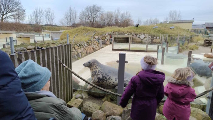 In der Bildmitte sitzt ein Kegelrobbenweibchen hinter einer gläsernen Abtrennung. Davor stehen verschieden alte Menschen in WInterkleidung mit dem Rücken zur Kamera. Hinter der Kegelrobbe sind die Gehege der Seehundstation zu erkennen. Der Himmel ist bewölkt.